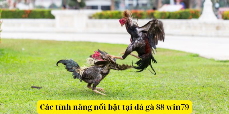 Các tính năng nổi bật tại đá gà 88 win79