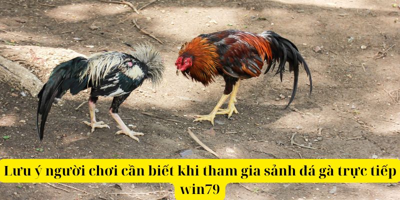 Lưu ý người chơi cần biết khi tham gia sảnh đá gà trực tiếp win79