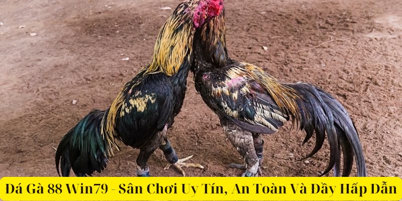 Đá Gà 88 Win79 - Sân Chơi Uy Tín, An Toàn Và Đầy Hấp Dẫn