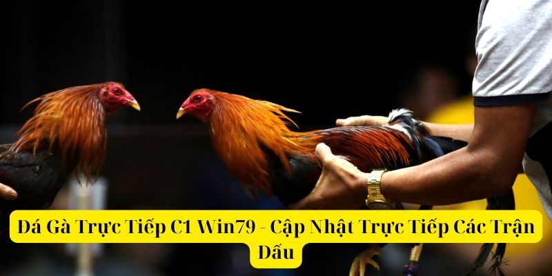 Đá Gà Trực Tiếp C1 Win79 - Cập Nhật Trực Tiếp Các Trận Đấu