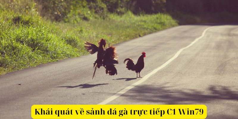 Khái quát về sảnh đá gà trực tiếp C1 Win79