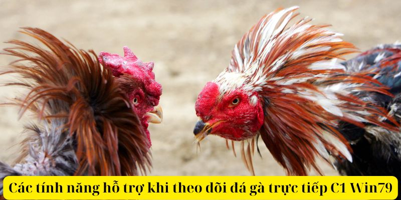 Các tính năng hỗ trợ khi theo dõi đá gà trực tiếp C1 Win79