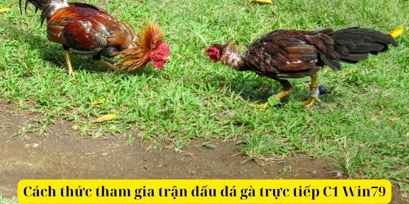 Cách thức tham gia trận đấu đá gà trực tiếp C1 Win79