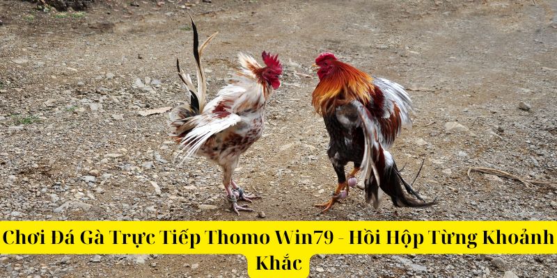 Chơi Đá Gà Trực Tiếp Thomo Win79 - Hồi Hộp Từng Khoảnh Khắc