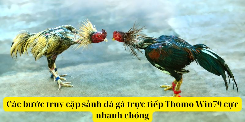 Các bước truy cập sảnh đá gà trực tiếp Thomo Win79 cực nhanh chóng