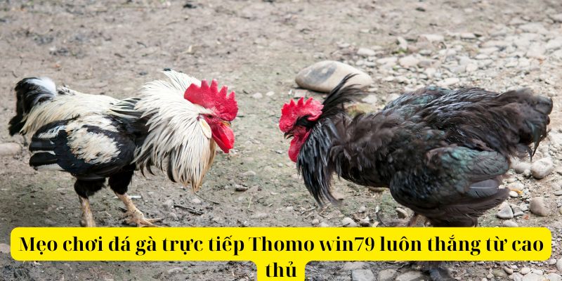 Mẹo chơi đá gà trực tiếp Thomo win79 luôn thắng từ cao thủ