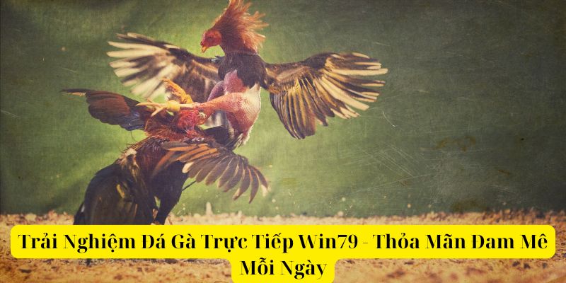 Trải Nghiệm Đá Gà Trực Tiếp Win79 - Thỏa Mãn Đam Mê