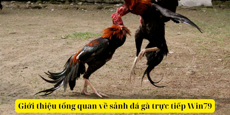 Giới thiệu tổng quan về sảnh đá gà trực tiếp Win79