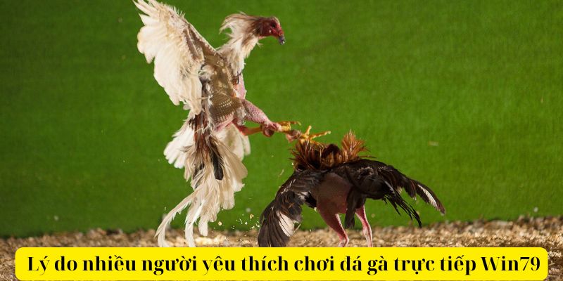  Lý do nhiều người yêu thích chơi đá gà trực tiếp Win79